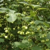 Euonymus planipes