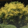 Koelreuteria paniculata