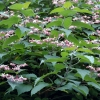 Clerodendrum trichotomum