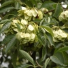 Ptelea trifoliata