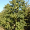 Ilex attenuata 'Fosterii'