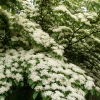 Cornus controversa