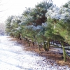 Pinus densiflora 'Umbraculifera'