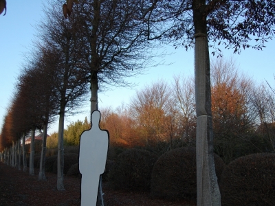 Fagus sylvatica 'Asplenifolia'
