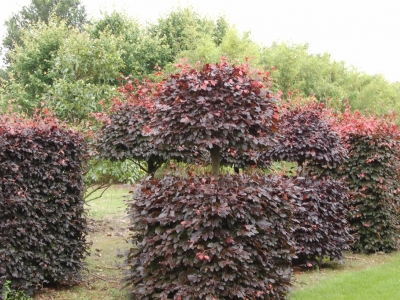 Fagus sylvatica 'Atropunicea'