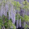 Wisteria floribunda 'Multijuga'