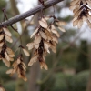 Acer capillipes