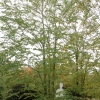 Cercidiphyllum japonicum