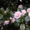 Camellia japonica  (n° 13)