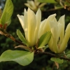 Magnolia fraserii 'Goldstar'