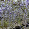 Wisteria floribunda 'Eranthema'