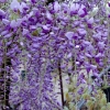 Wisteria sinensis 'Amethyst'