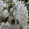 Wisteria sinensis 'Alba'