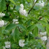 Staphylea pinnata