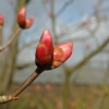 Aesculus pavia var splendens