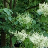 Syringa reticulata 'Ivory Silk'