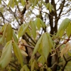 Aesculus x mutabilis 'Induta'