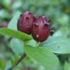 Calycanthus floridus