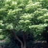 Catalpa speciosa 'Pulverulenta'