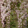 Wisteria floribunda 'Kuchi-beni'