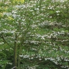 Styrax japonica