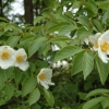 Stewartia pseudocamellia