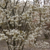 Amelanchier lamarckii