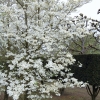 Cornus florida 'White Cloud'