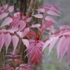 Toona sinensis 'Flamingo'