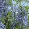 Wisteria 'Lavender Lace'