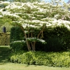 Viburnum plicatum 'Lanarth'