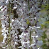 Wisteria floribunda 'Kimono'