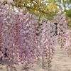 Wisteria floribunda 'Honbeni'