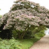 Clerodendrum trichotomum fargesii