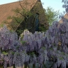 Wisteria floribunda 'Issai-naga'