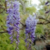 Wisteria sinensis 'Prolific'