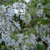 Wisteria brachybotrys 'Shiro-kapitan'