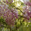 Wisteria brachybotrys 'Showa-beni'