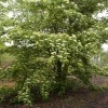 Cornus controversa