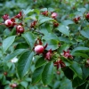 Stewartia pseudocamellia 'Koreana'