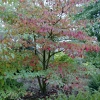 Cornus alternifolia