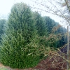 Taxus baccata 