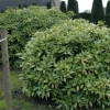 Aucuba japonica 'Variegata'