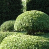 Buxus sempervirens