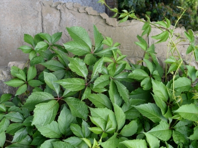 Parthenocissus quinquefolia