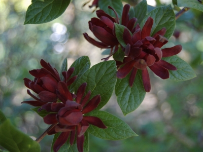 Naar meloen geurende, wijnrode, kunstige bloemen gedurende een vrij lange periode in de zomer. Calycanthus floridus