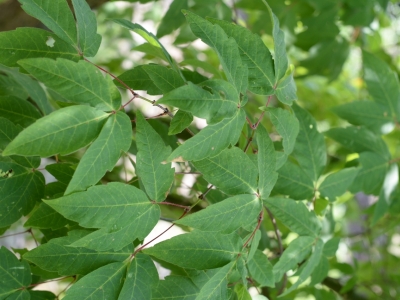 Acer triflorum