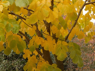 warm gele hefstverkleuring ... Cladrastis kentukea