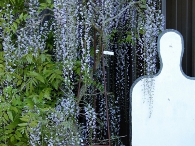 Wisteria floribunda 'Multijuga'