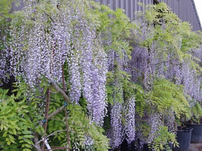 Wisteria floribunda 'Multijuga'